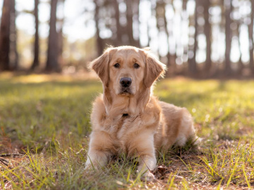 En säker sommar med hunden